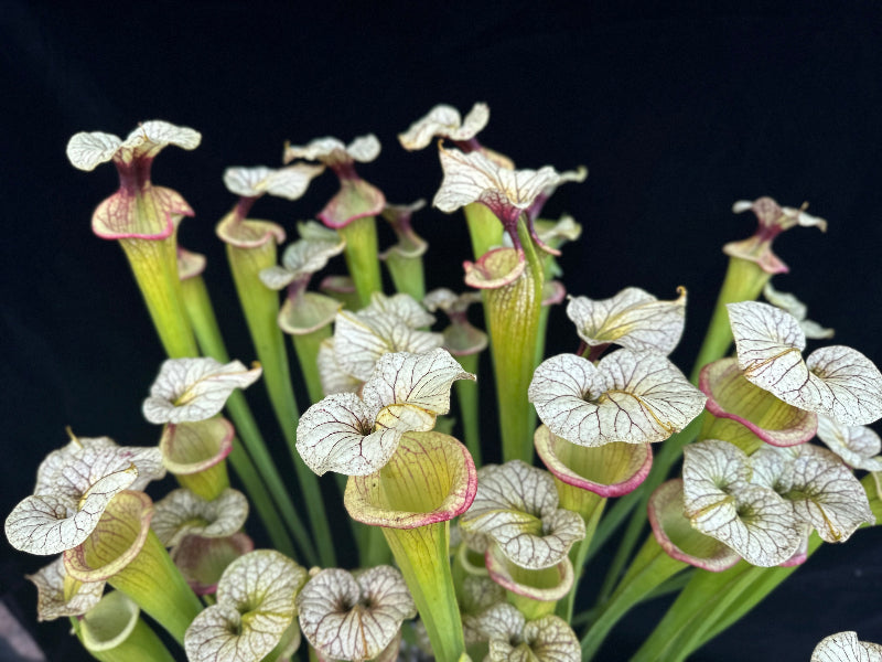 Sarracenia x 'Adrian Slack'