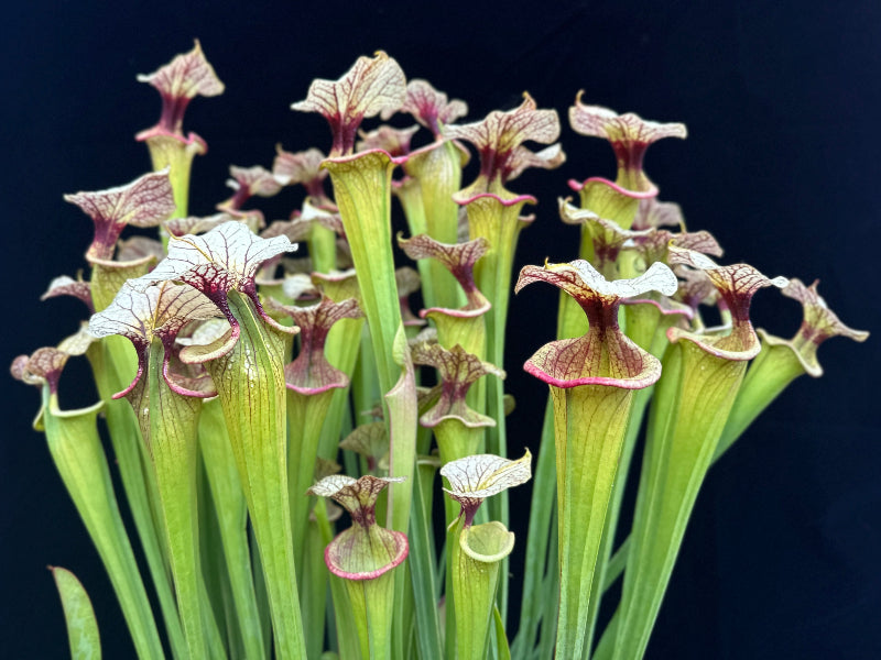 Sarracenia x 'Adrian Slack'