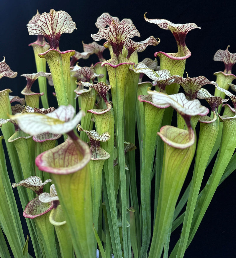 Sarracenia x 'Adrian Slack'