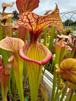 Sarracenia x 'Adrian Slack'