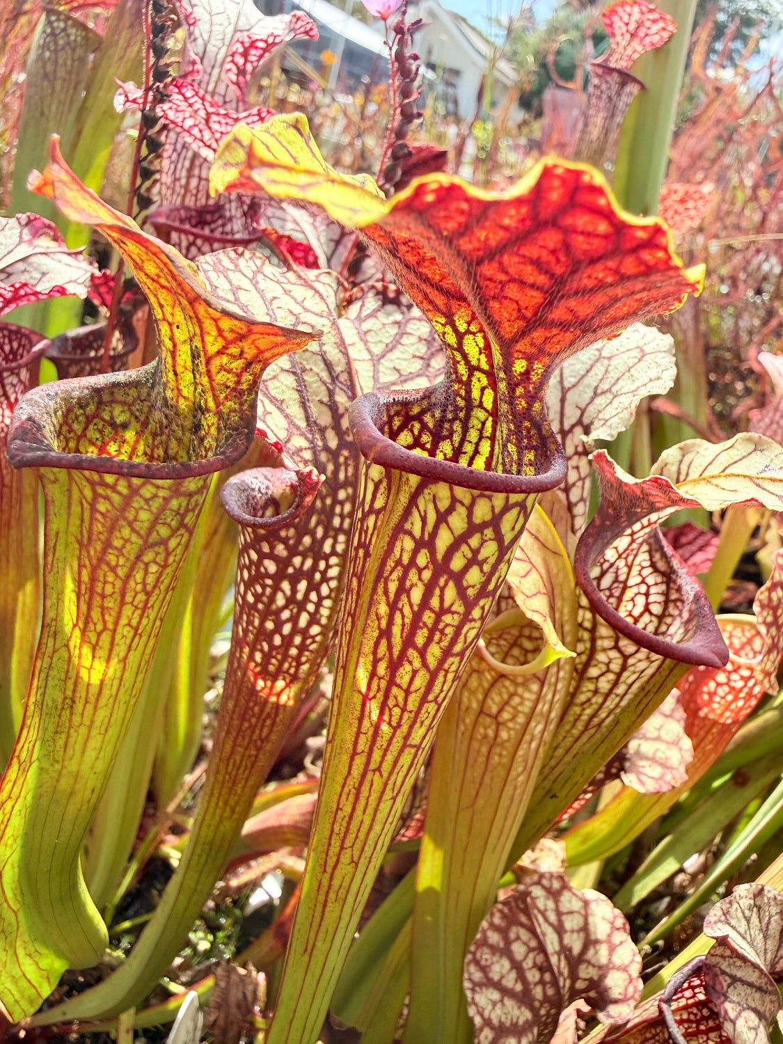 Sarracenia x Berry Pastry x alata Night x leucophylla CK Select Pitcher Plant