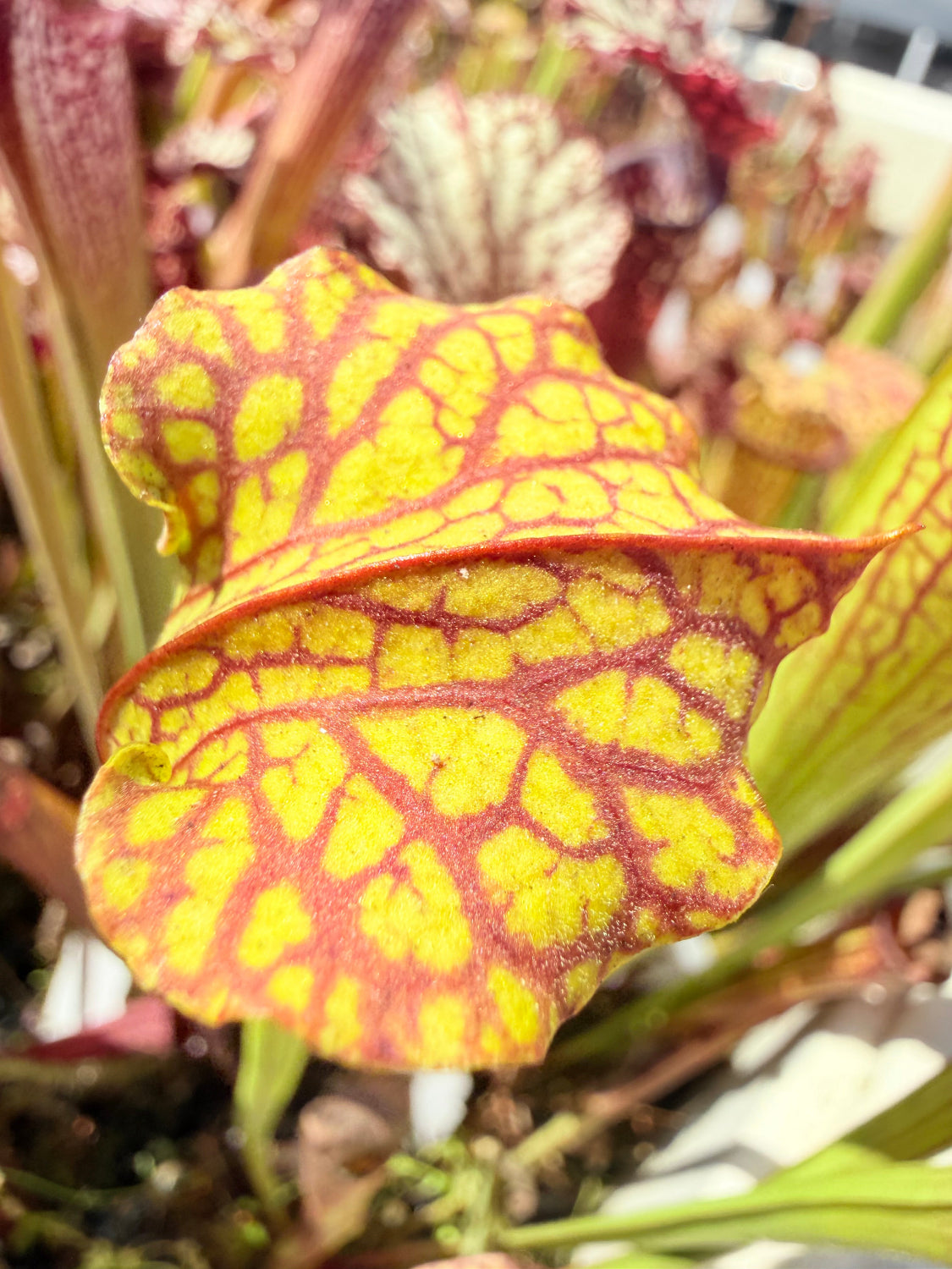 Sarracenia x Berry Pastry x alata Night x leucophylla CK Select Pitcher Plant