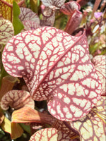 Sarracenia x Berry Pastry x alata Night x leucophylla CK Select Pitcher Plant
