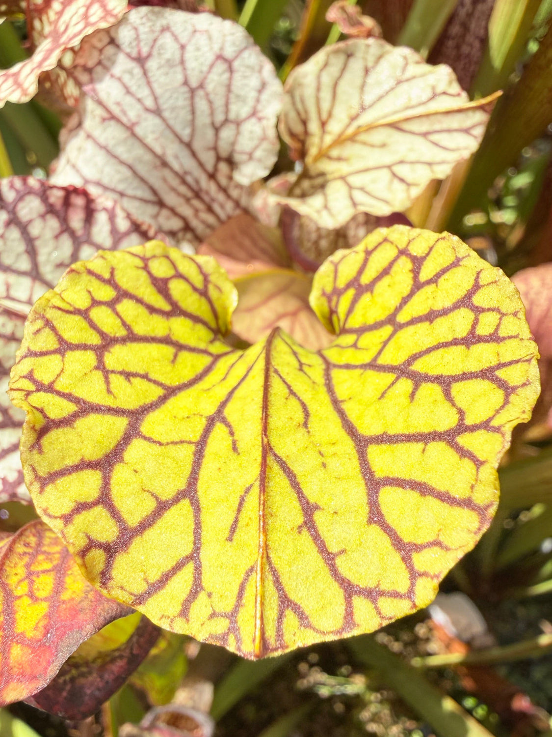 Sarracenia x Berry Pastry x alata Night x leucophylla CK Select Pitcher Plant