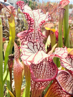 Sarracenia x Berry Pastry x alata Night x leucophylla CK Select Pitcher Plant