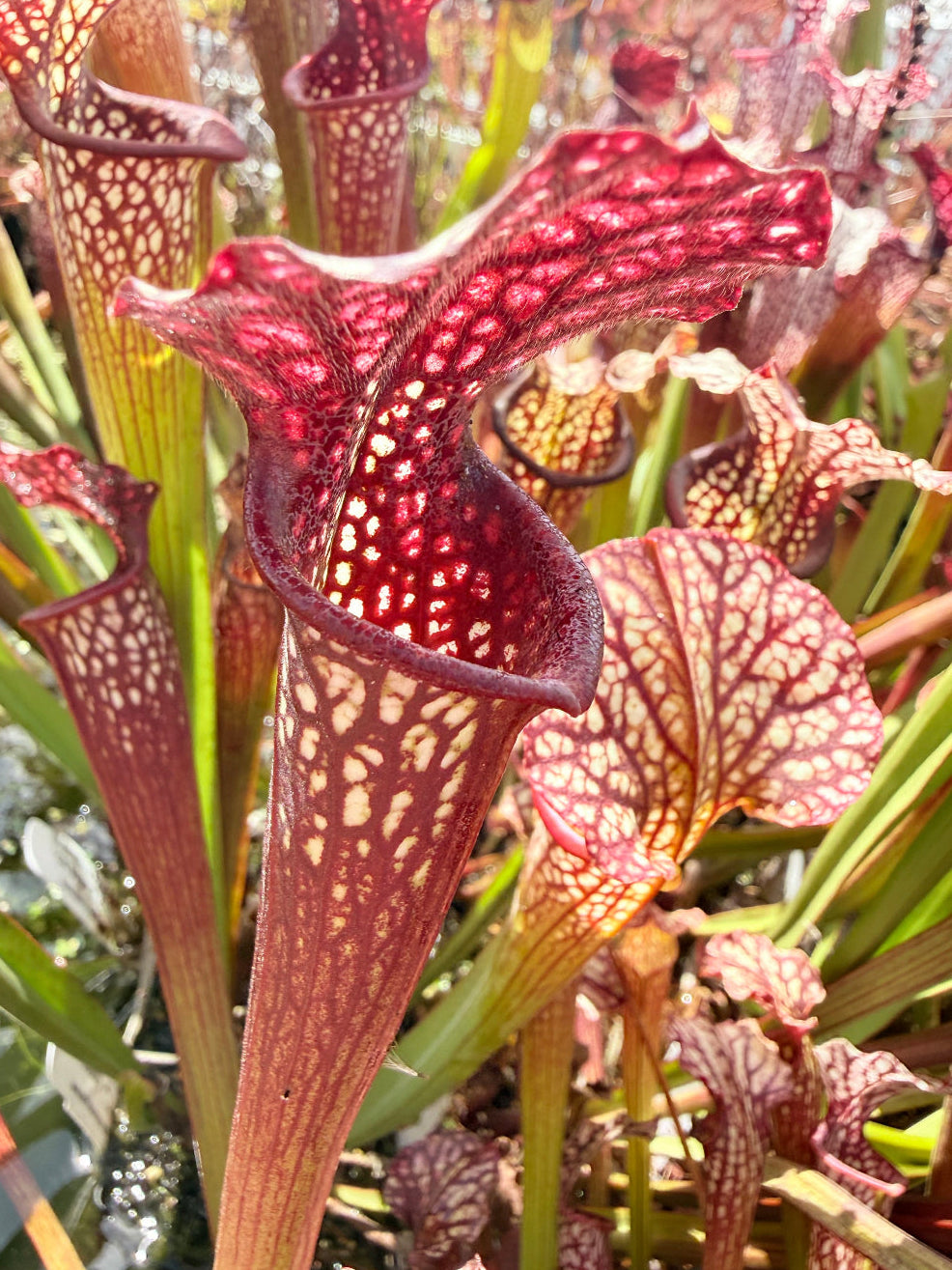 Sarracenia x Berry Pastry x alata Night x leucophylla CK Select Pitcher Plant