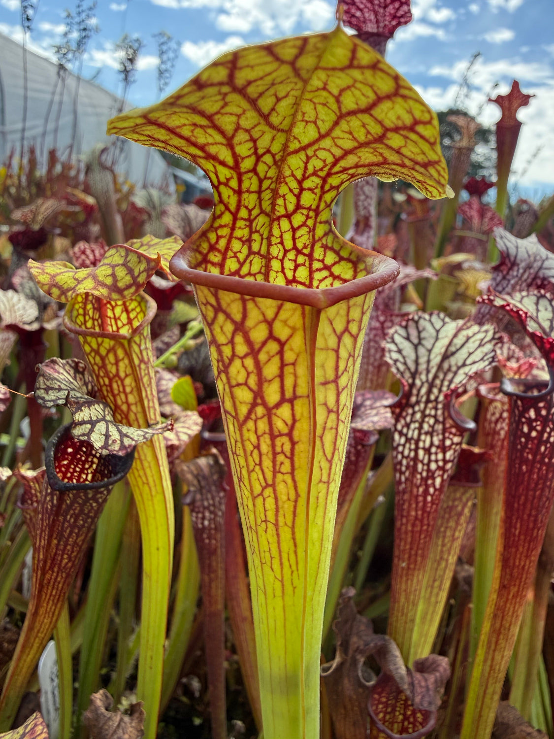 Sarracenia x Berry Pastry x alata Night x leucophylla CK Select Pitcher Plant