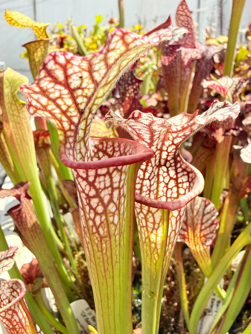 Sarracenia x Berry Pastry x alata Night x leucophylla CK Select Pitcher Plant