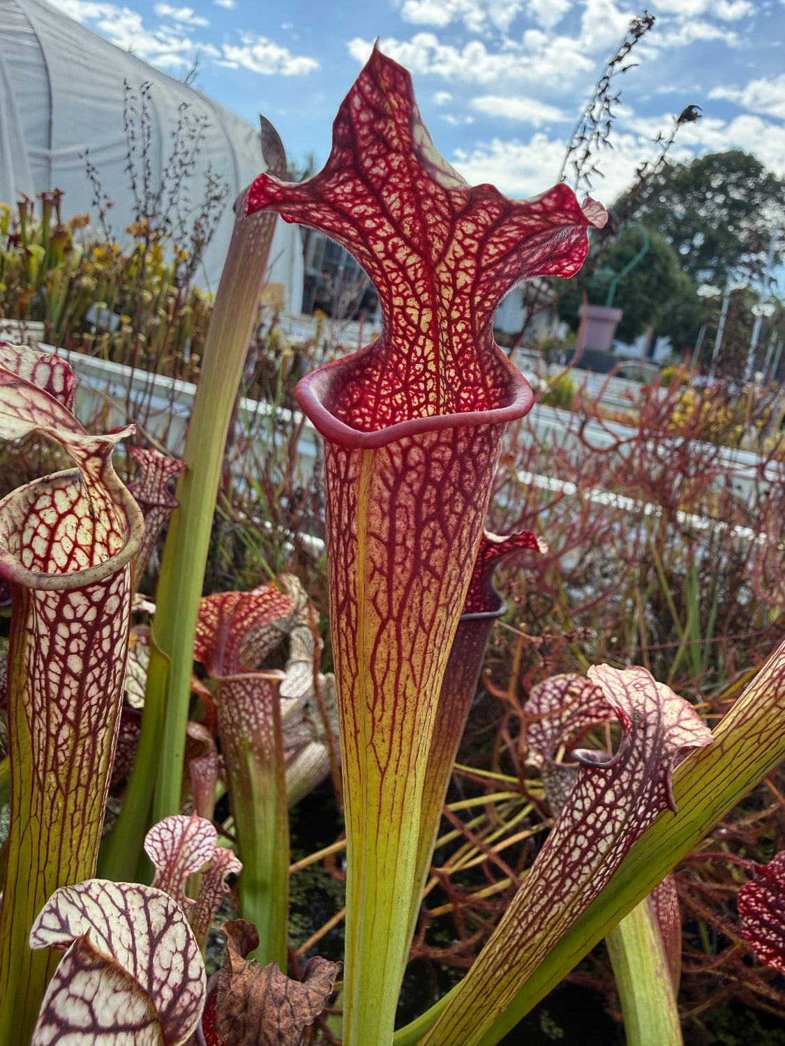 Sarracenia x Berry Pastry x alata Night x leucophylla CK Select Pitcher Plant