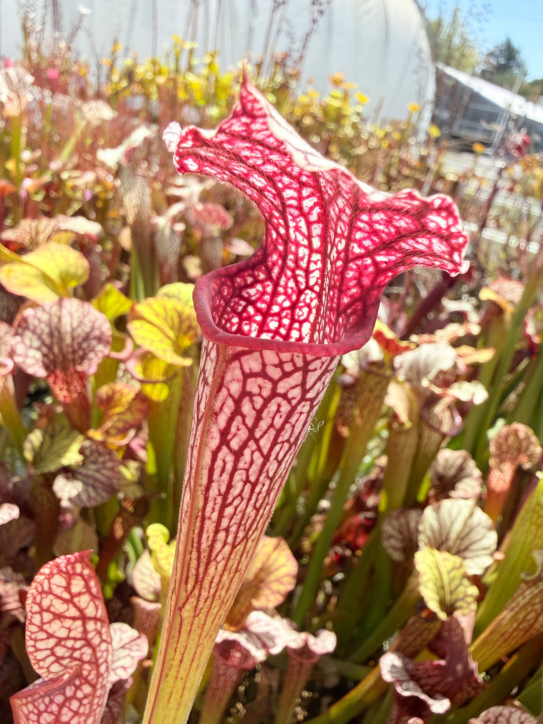 Sarracenia x Berry Pastry x alata Night x leucophylla CK Select Pitcher Plant