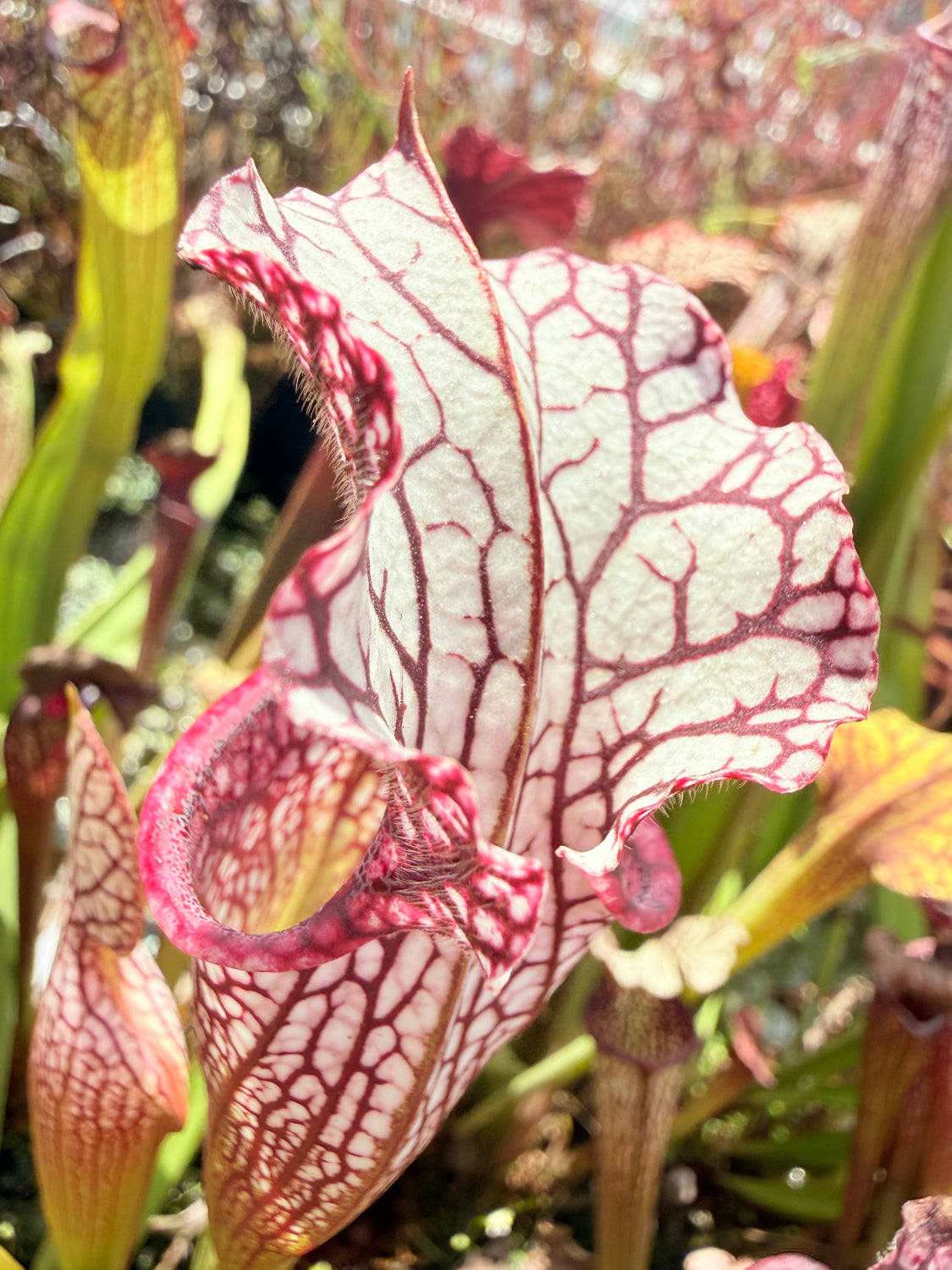 Sarracenia x Berry Pastry x alata Night x leucophylla CK Select Pitcher Plant