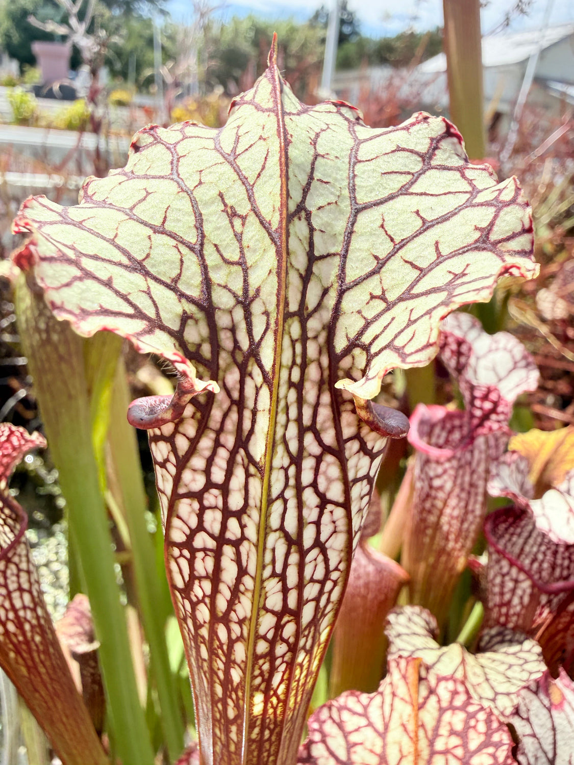 Sarracenia x Berry Pastry x alata Night x leucophylla CK Select Pitcher Plant