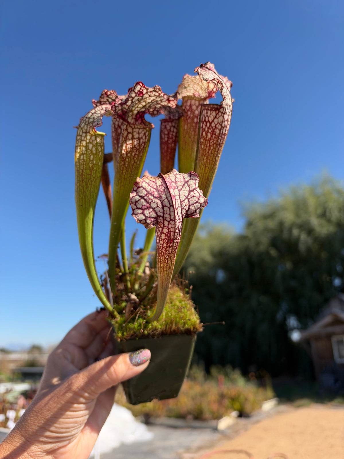 A hand holds a large Sarracenia up to the blue sky in a garden