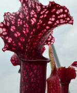 Sarracenia x 'Judith Hindle' 