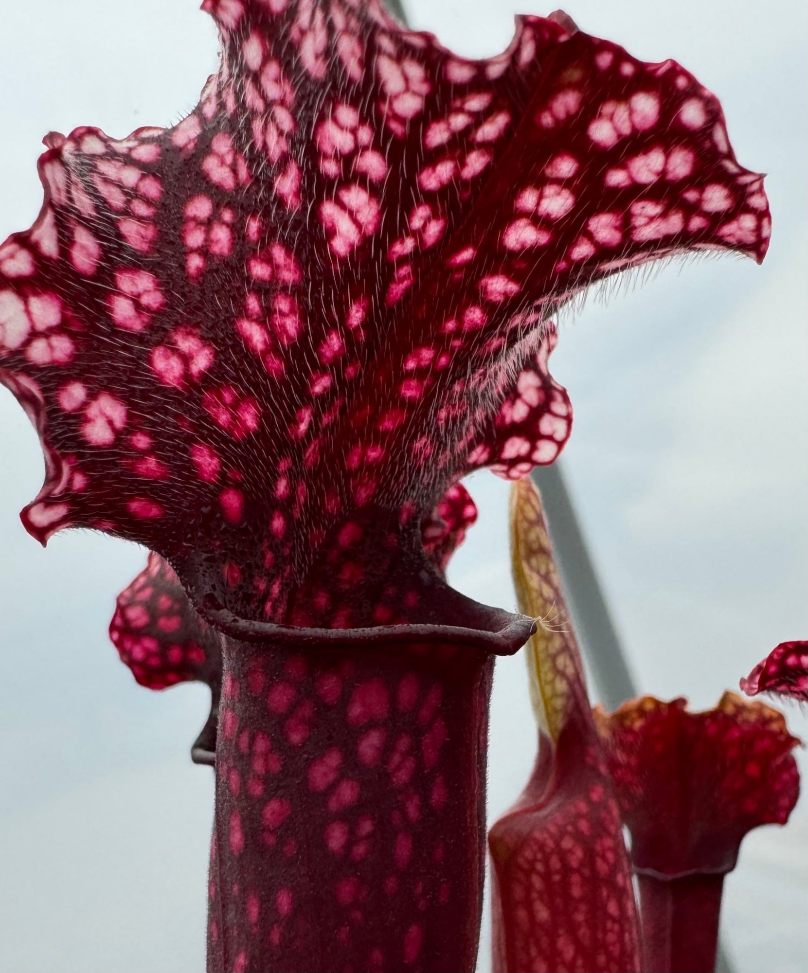 Sarracenia x 'Judith Hindle' 