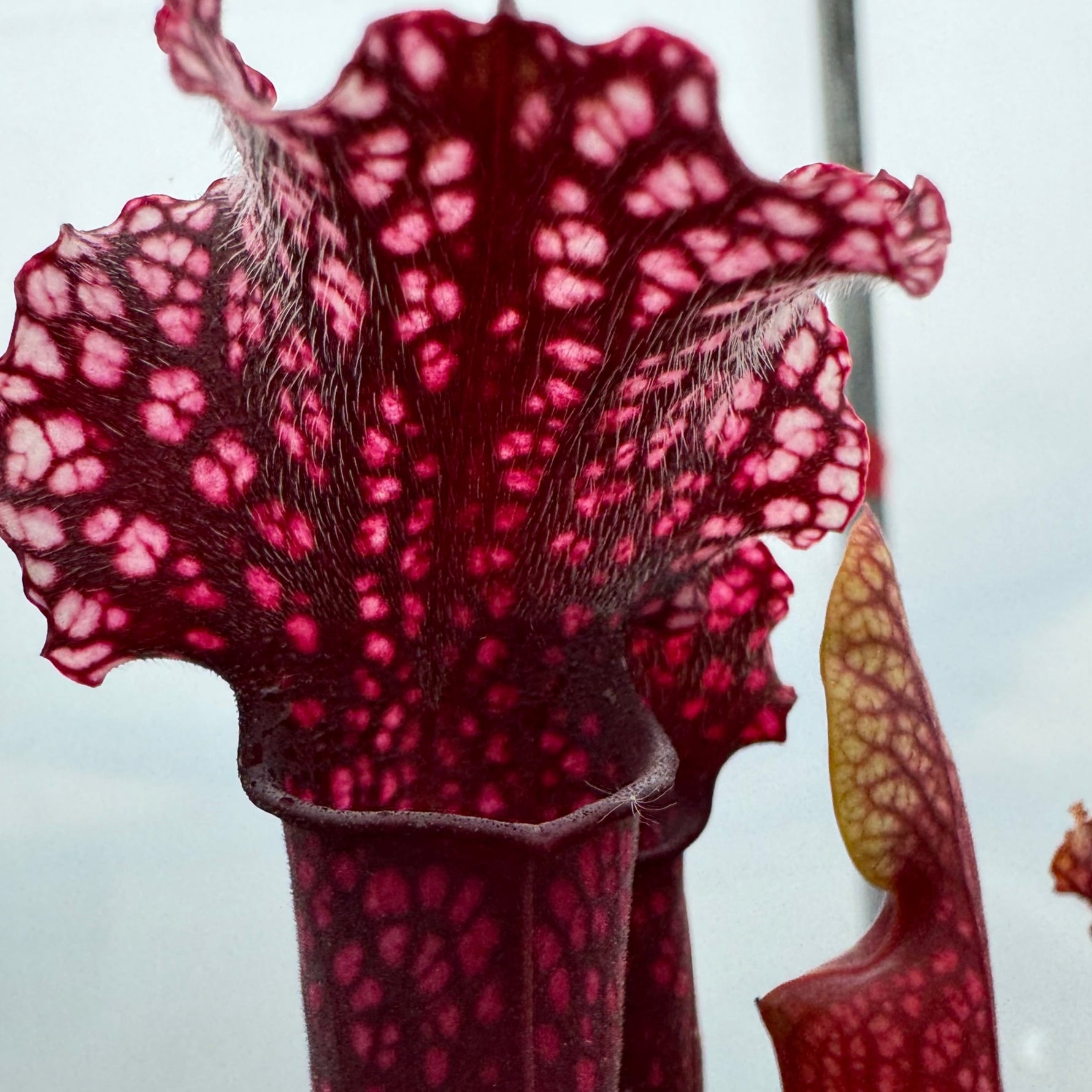 Sarracenia x 'Judith Hindle' 