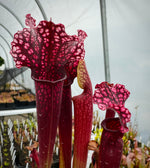 Sarracenia x 'Judith Hindle' 
