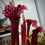 Sarracenia x 'Judith Hindle' 