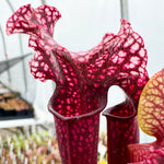 Sarracenia x 'Judith Hindle' 