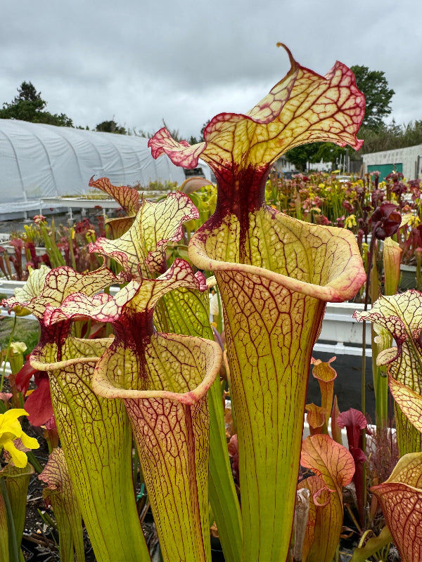 Sarracenia x 'Leah Wilkerson'