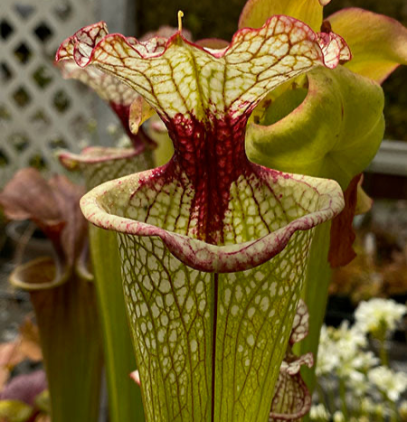 Sarracenia x 'Leah Wilkerson'