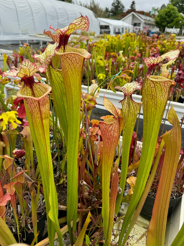 Sarracenia x 'Leah Wilkerson'