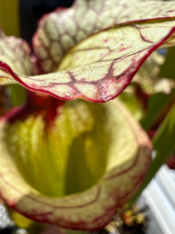 Sarracenia x 'Leah Wilkerson'