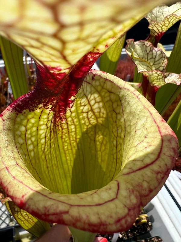 Sarracenia x 'Leah Wilkerson'