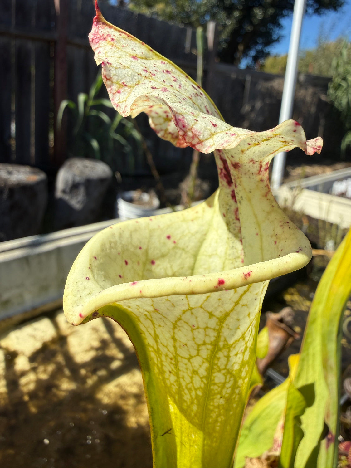 A large green and white sarracenia pitcher sits in a pool of water outside 