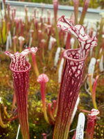 Sarracenia x Lemon Meringue) x leucophylla Giant Red MKL18 x self Pitcher Plant