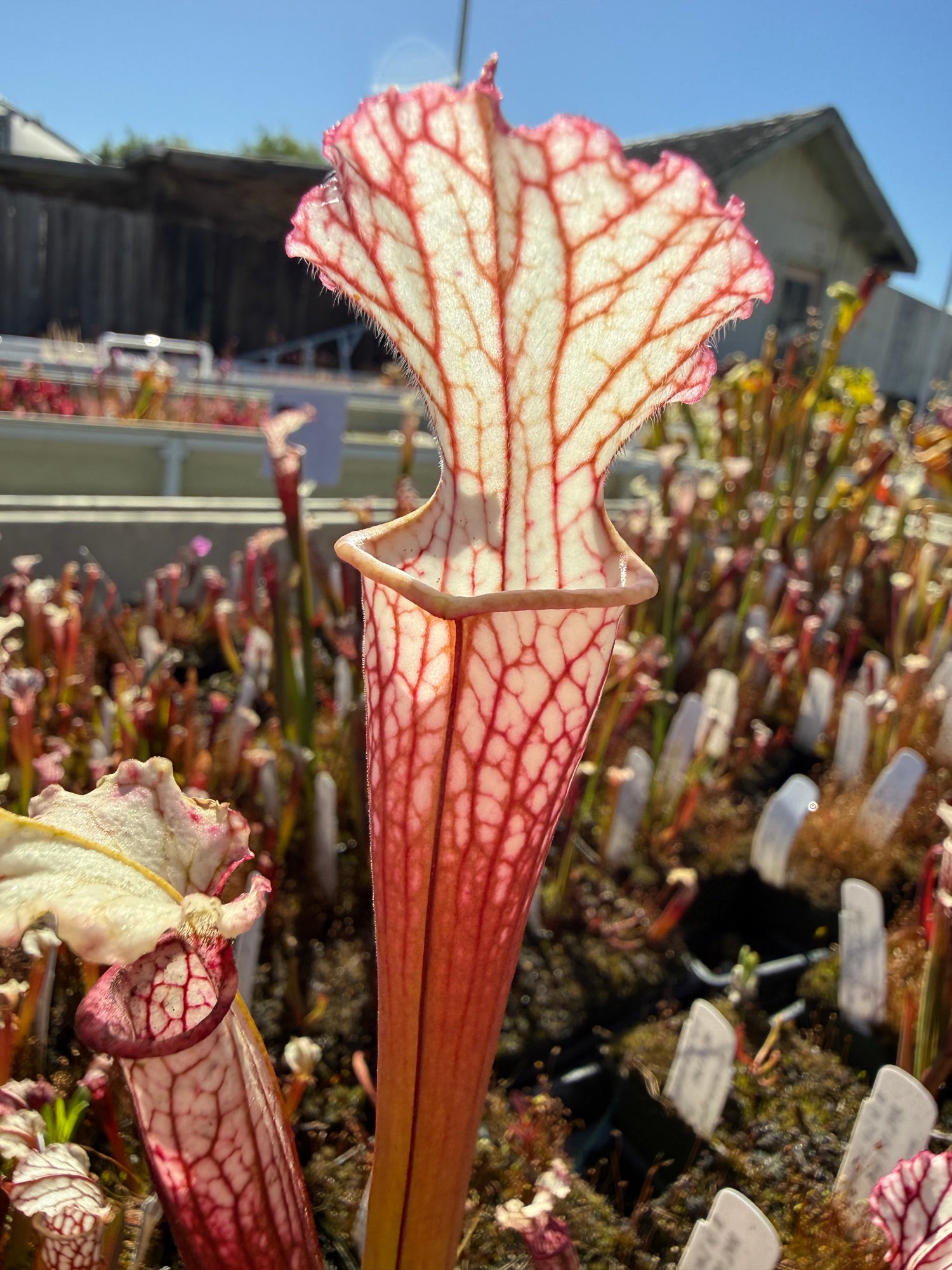 Sarracenia x Lemon Meringue) x leucophylla Giant Red MKL18 x self Pitcher Plant