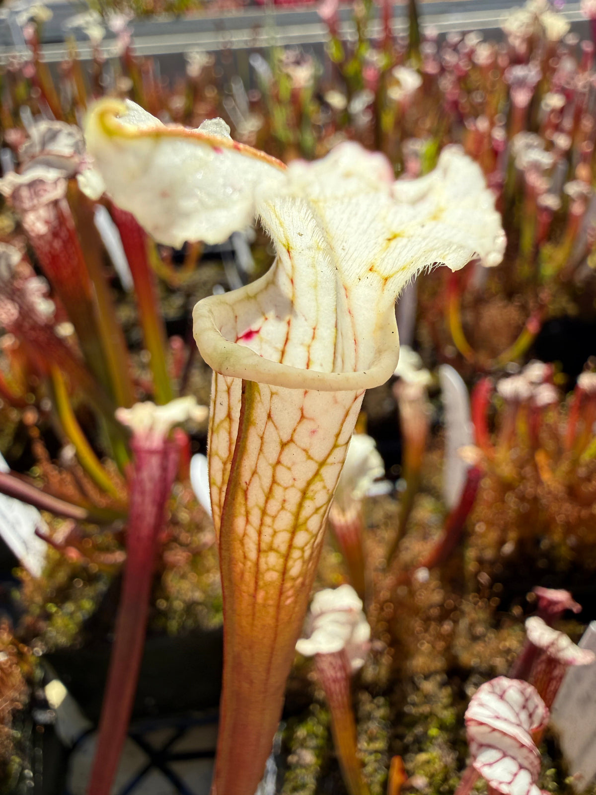 Sarracenia x Lemon Meringue) x leucophylla Giant Red MKL18 x self Pitcher Plant