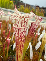 Sarracenia x Lemon Meringue) x leucophylla Giant Red MKL18 x self Pitcher Plant