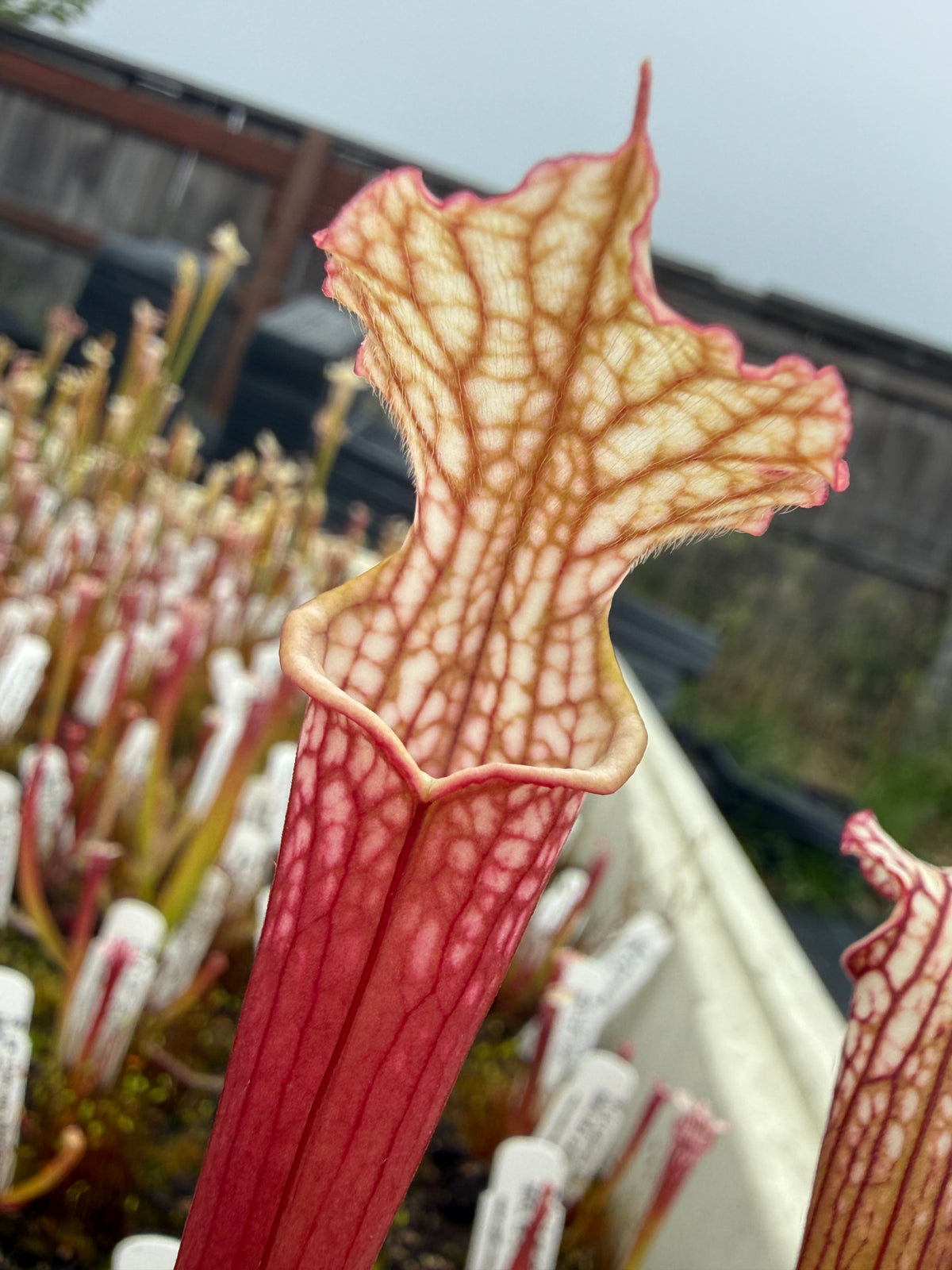 Sarracenia x Lemon Meringue) x leucophylla Giant Red MKL18 x self Pitcher Plant