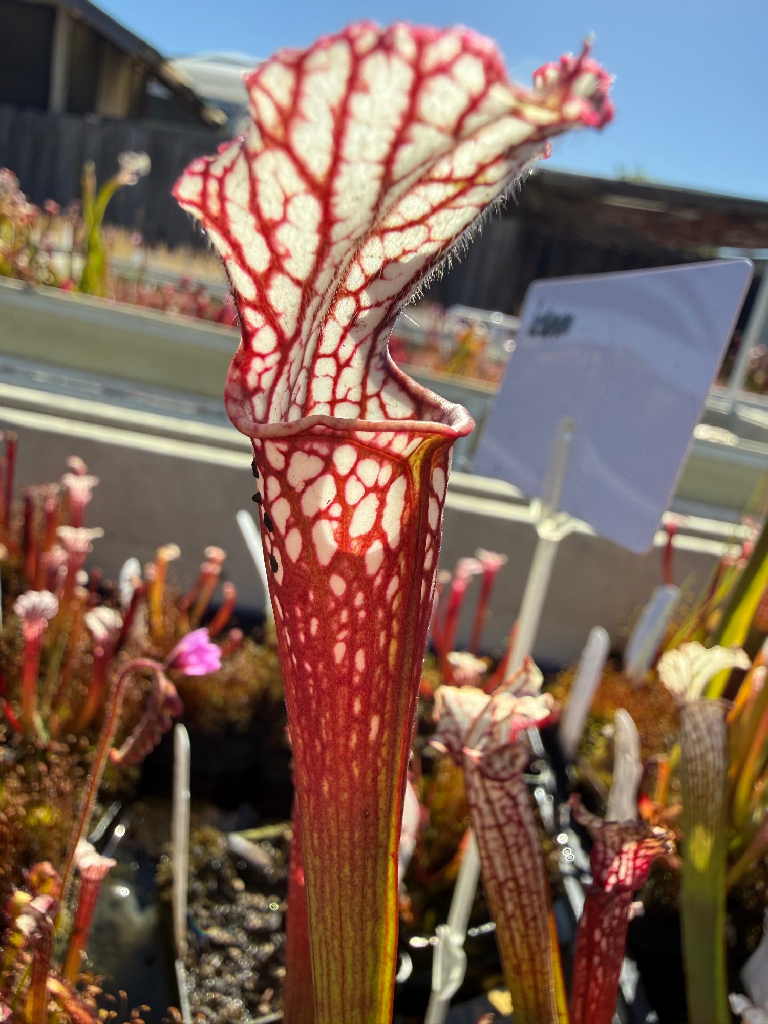 Sarracenia x Lemon Meringue) x leucophylla Giant Red MKL18 x self Pitcher Plant