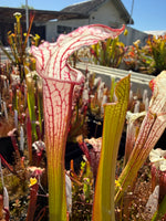 Sarracenia x Lemon Meringue) x leucophylla Giant Red MKL18 x self Pitcher Plant