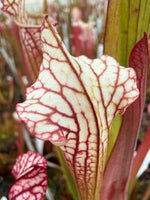 Sarracenia x Lemon Meringue) x leucophylla Giant Red MKL18 x self Pitcher Plant