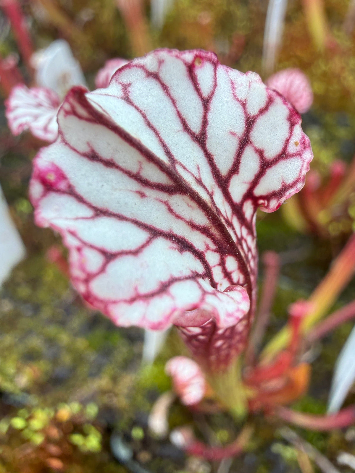 Sarracenia x Lemon Meringue) x leucophylla Giant Red MKL18 x self Pitcher Plant