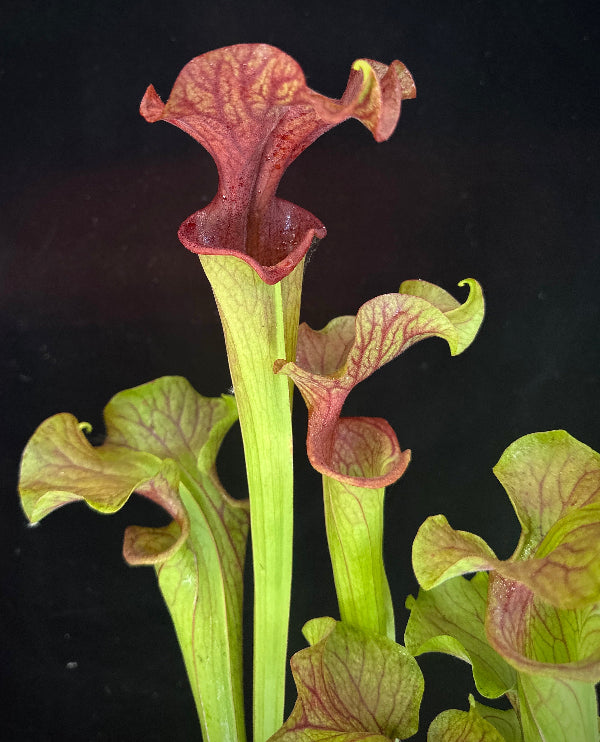 Sarracenia x Reptilian Rose