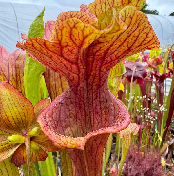Sarracenia x Reptilian Rose