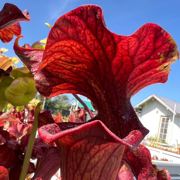 Sarracenia x Reptilian Rose