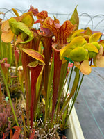 Sarracenia x Reptilian Rose