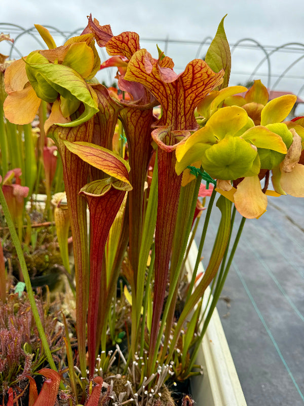 Sarracenia x Reptilian Rose