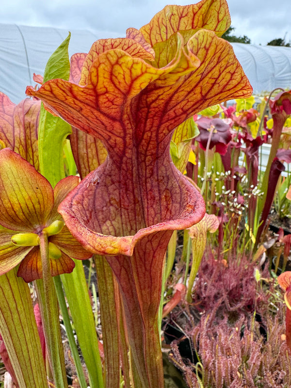 Sarracenia x Reptilian Rose