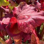 Sarracenia x Reptilian Rose