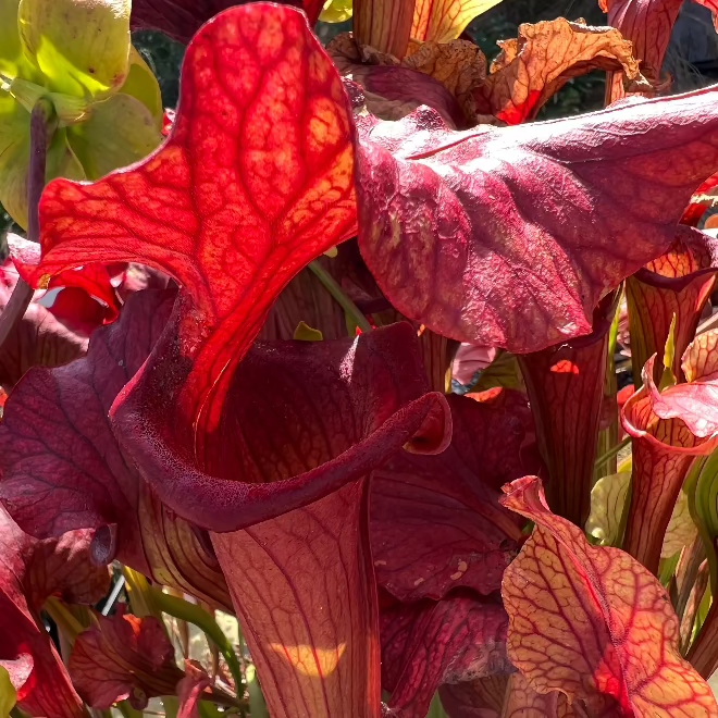 Sarracenia x Reptilian Rose
