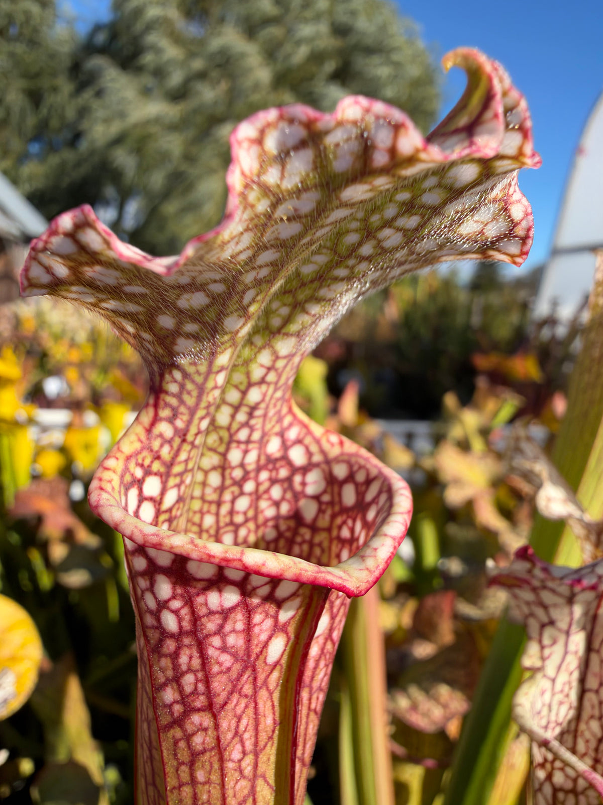A red and white sarracenia pitcher grows in an outdoor setting 