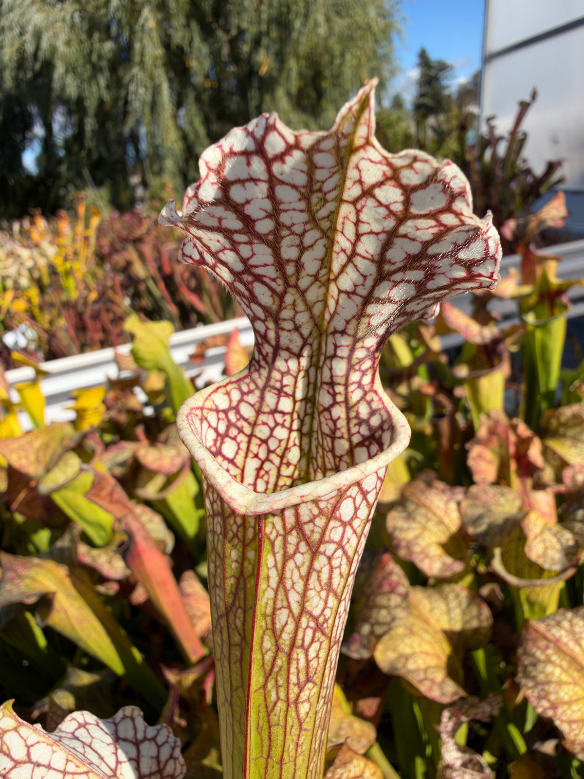 A white red and green sarracenia grows in an outdoor setting 
