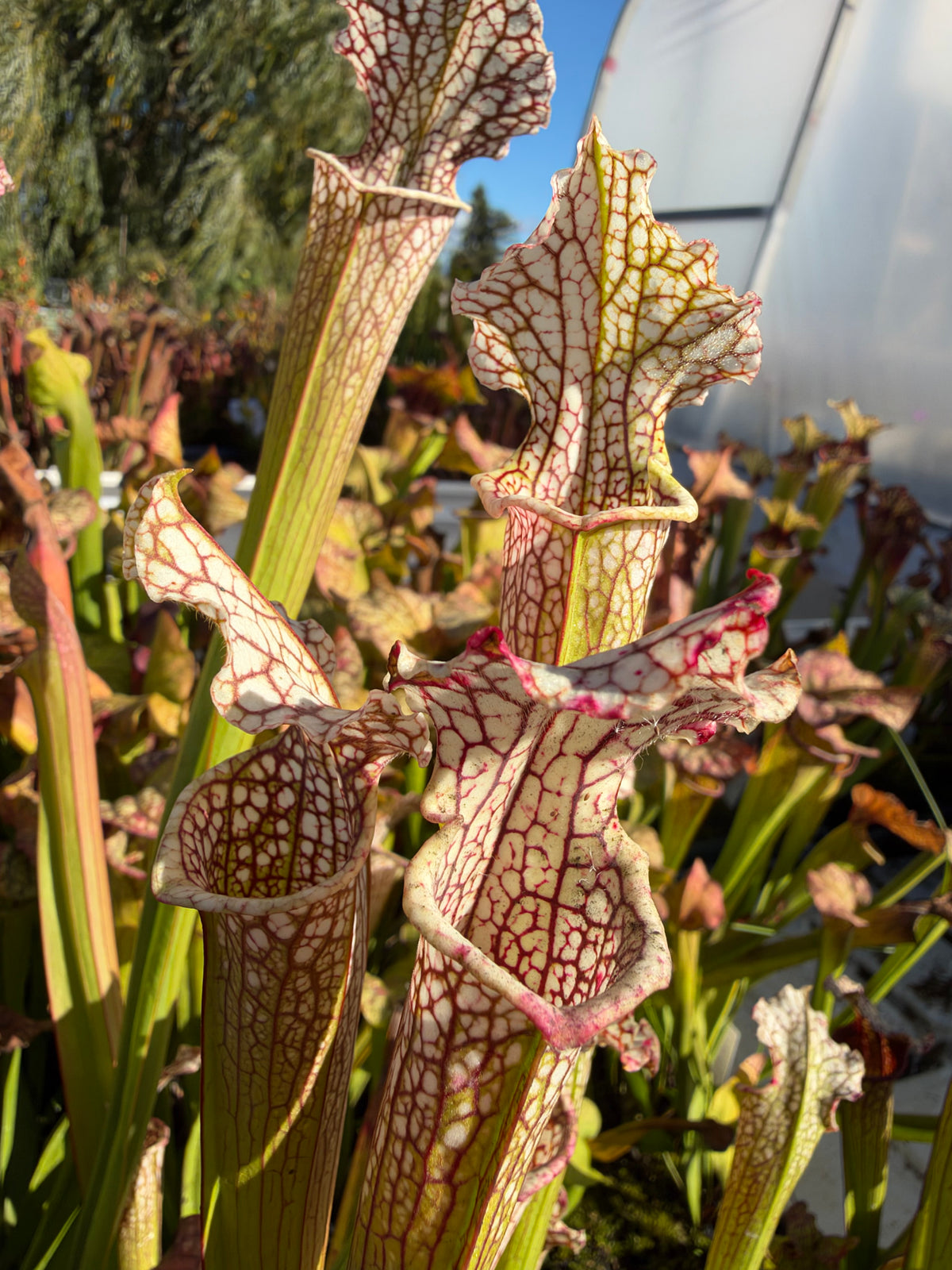 A white red and green sarracenia grows in an outdoor setting 