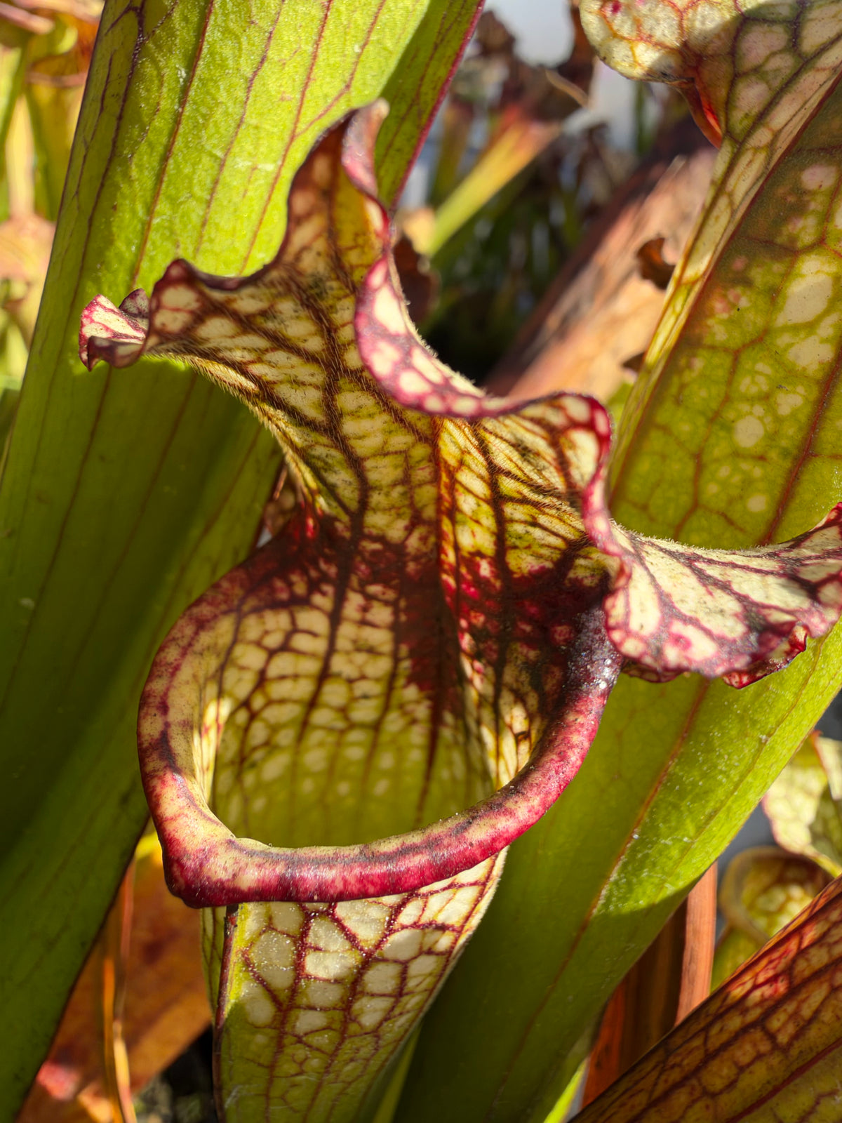 A close up of a sarracenia pitcher growing in an outdoor setting 